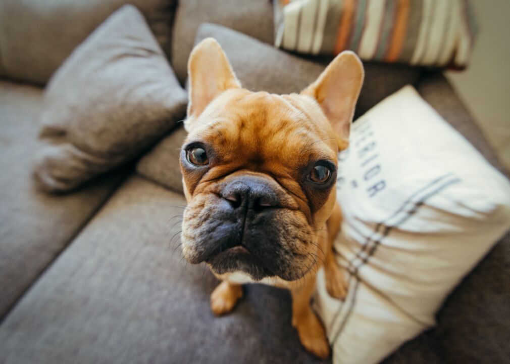 #2. French Bulldog